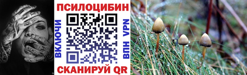 Псилоцибиновые грибы Psilocybe  Торжок 